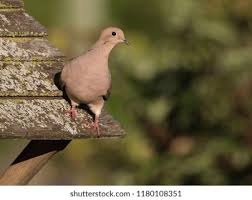 Image result for Zenaida macroura