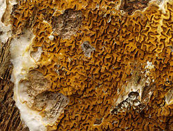 Attēlu rezultāti vaicājumam “Didymium serpula”