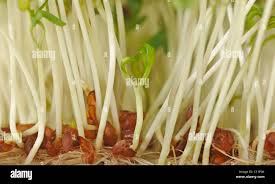 Attēlu rezultāti vaicājumam “Rorippa amphibia fruit”