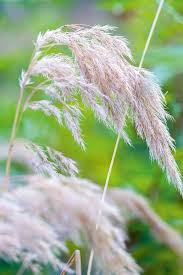 Attēlu rezultāti vaicājumam “Festuca altissima flower”