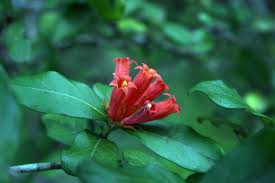 Attēlu rezultāti vaicājumam “Badhamia capsulifera var. arborea”