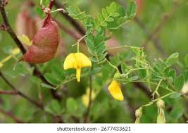 Image result for Colutea arborescens