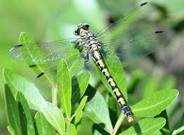 Attēlu rezultāti vaicājumam “Onychogomphus forcipatus”