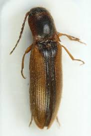 Attēlu rezultāti vaicājumam “Dalopius marginatus”