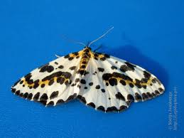 Attēlu rezultāti vaicājumam “Abraxas grossulariata pupa”