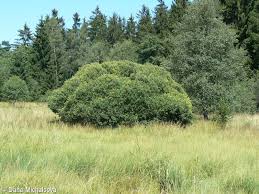 Attēlu rezultāti vaicājumam “Salix cinerea”