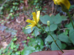 Attēlu rezultāti vaicājumam “Hieracium murorum”