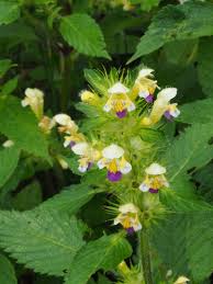 Attēlu rezultāti vaicājumam “Galeopsis speciosa”