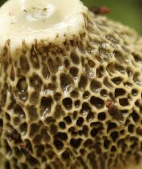 Attēlu rezultāti vaicājumam “Diachea dictyospora (syn. Craterium dictyosporum) stalked”