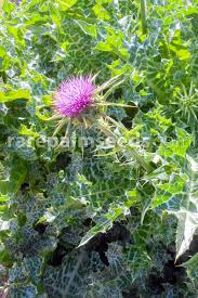 Image result for Silybum marianum