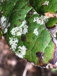 Attēlu rezultāti vaicājumam “Fellhanera subtilis”