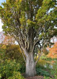 Attēlu rezultāti vaicājumam “Quercus robur”