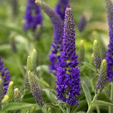 Attēlu rezultāti vaicājumam “Veronica longifolia flower”