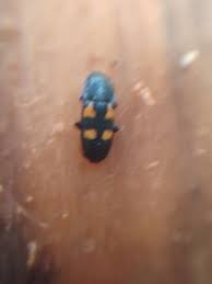 Attēlu rezultāti vaicājumam “Glischrochilus quadripunctatus”