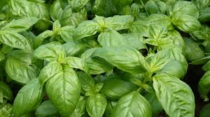 Image result for Basilikum
