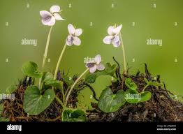 Attēlu rezultāti vaicājumam “Viola palustris flower”