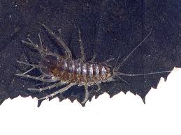 Attēlu rezultāti vaicājumam “Asellus aquaticus”