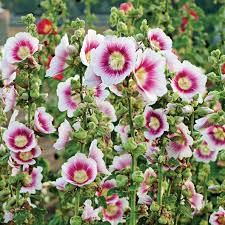 Attēlu rezultāti vaicājumam “Alcea rosea flower”