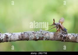 Attēlu rezultāti vaicājumam “Melolontha melolontha imago”