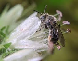 Attēlu rezultāti vaicājumam “Andrena”