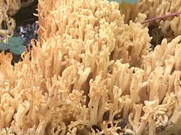 Attēlu rezultāti vaicājumam “Ramaria flava”