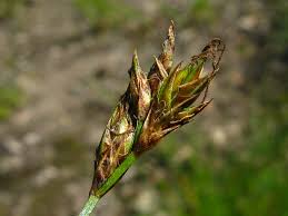 Attēlu rezultāti vaicājumam “Carex praecox”