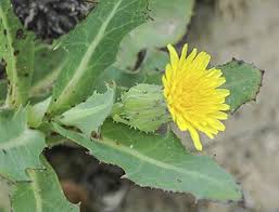 Attēlu rezultāti vaicājumam “Sonchus”