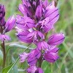 Attēlu rezultāti vaicājumam “Polygala comosa flower”