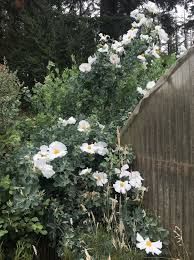Image result for Romneya coulteri