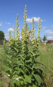 Attēlu rezultāti vaicājumam “Verbascum densiflorum flower”