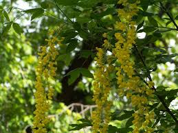 Attēlu rezultāti vaicājumam “Laburnum”
