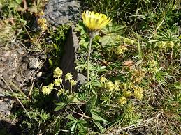Attēlu rezultāti vaicājumam “Pilosella officinarum leaf”