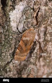 Attēlu rezultāti vaicājumam “Noctua fimbriata imago”