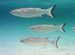 Image result for Mugil liza