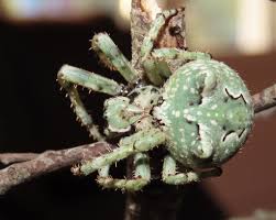 Attēlu rezultāti vaicājumam “Gibbaranea gibbosa”