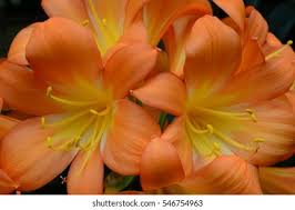 Attēlu rezultāti vaicājumam “Amarillidaceae”