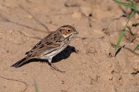 Image result for Emberiza pusilla