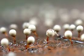 Attēlu rezultāti vaicājumam “Craterium leucocephalum var. scyphoides”