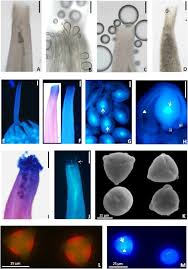 Attēlu rezultāti vaicājumam “Viola uliginosa bud”