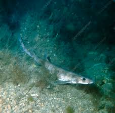 Image result for Scyliorhinus canicula