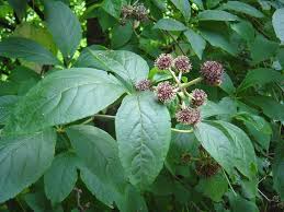 Attēlu rezultāti vaicājumam “Eleutherococcus sessiliflorus”