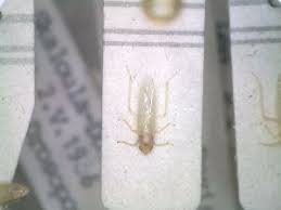 Attēlu rezultāti vaicājumam “Edwardsiana geometrica”