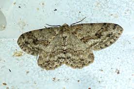 Attēlu rezultāti vaicājumam “Ectropis crepuscularia”