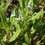 Attēlu rezultāti vaicājumam “Myosotis laxa subsp. baltica”