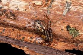 Attēlu rezultāti vaicājumam “Neriene montana”