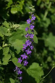 Image result for Consolida ajacis oder Consolida regalis