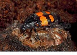 Attēlu rezultāti vaicājumam “Nicrophorus vespilloides”