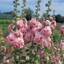 Image result for Alcea rosea `Appleblossom`