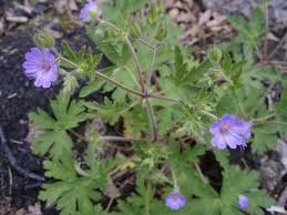 Attēlu rezultāti vaicājumam “Geranium bohemicum fruit”
