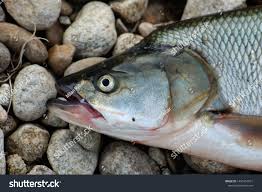 Image result for Aspius aspius